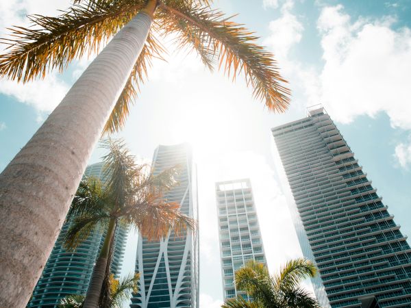 Tall palm trees against a bright sky with modern skyscrapers in the background, sunlight shining through.