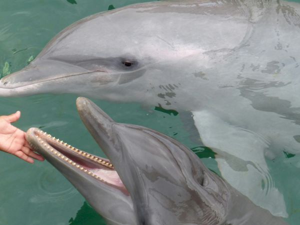 Two dolphins in the water, with one playfully interacting with a human hand.